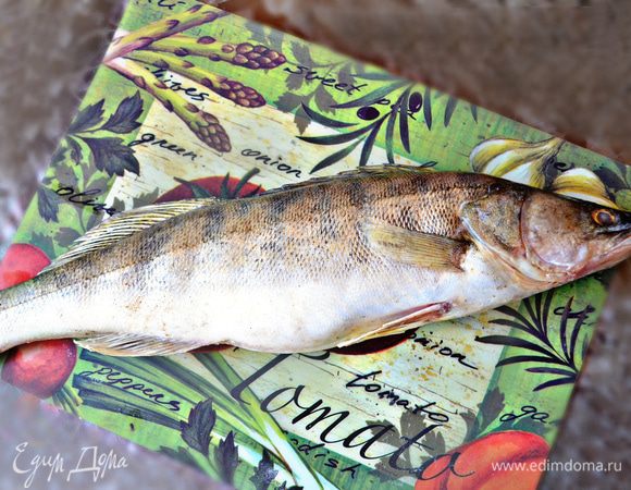 Знакомьтесь, это наш красавец-судак!