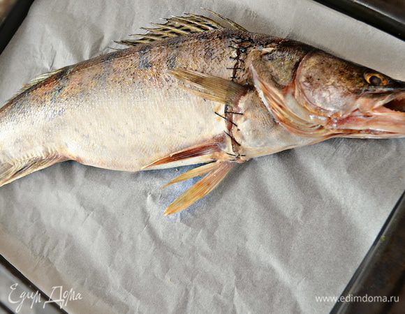 Противень застелить пекарской бумагой, немного смазать её растительным маслом. После этого бережно выложить фаршированного судака и немного смазать растительном маслом всю поверхность рыбы.