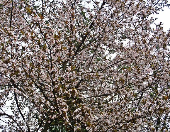 Немного весны, которую так долго ждали!