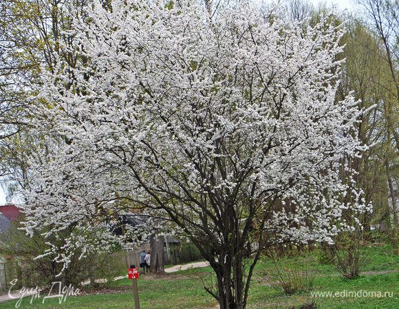 А за окном весна :)