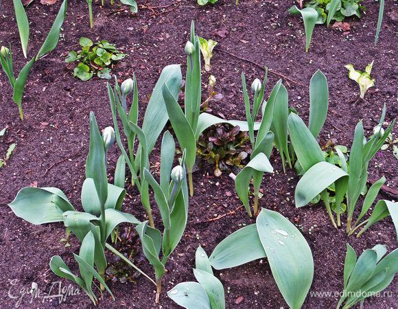 Ещё чуть-чуть и распустятся!