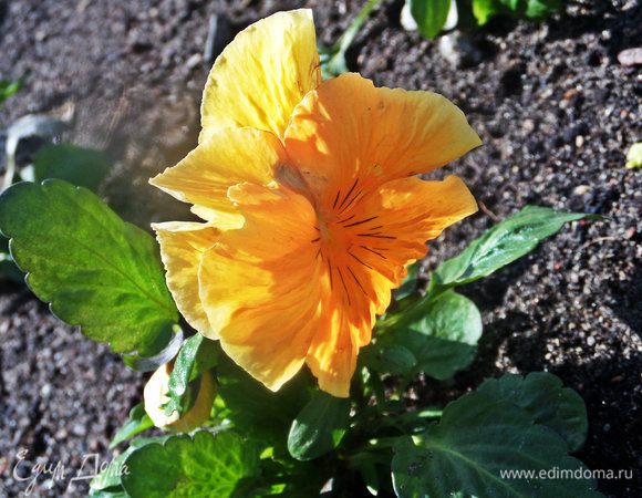 Отвлечёмся от сытного ужина.