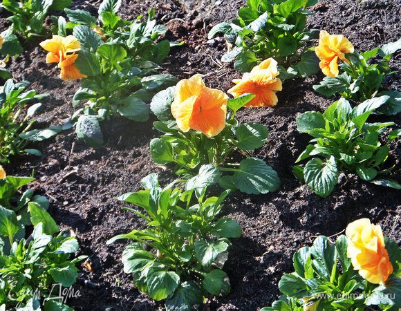 Ничего особенного, скажете Вы, просто долго ждали :)