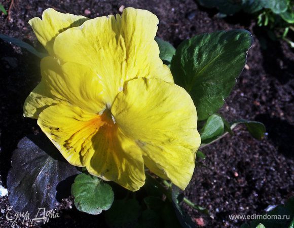 И радуемся цветочкам!