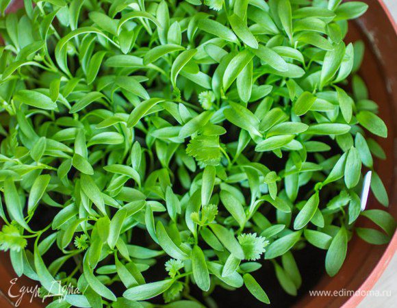 А это моя кинза :) Еще неделю назад она выглядела вот так и слегка выглядывала из кашпо... А сегодня я ее уже использовала для приготовления этого блюда :)