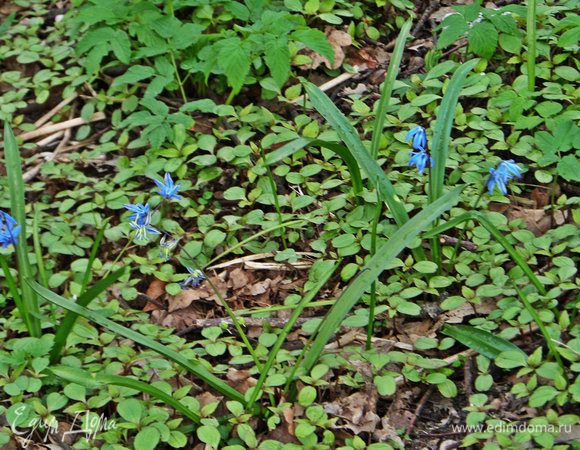 Немного весны :)