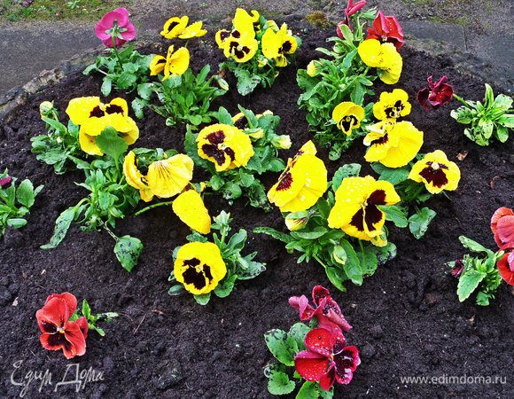 Снимала в конце апреля кусочек лета)