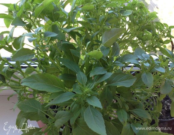 А базилик вырос на моем окне)