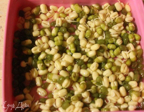 Утром фасоль разбухла и полопалась. Ее нужно переложить в сито и промыть. Затем переложить в емкость побольше и опять слегка залить теплой водой. Накрыть и убрать в темное место. Вечером повторить процедуру.