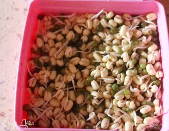 Вот такая фасоль получается на второй день.