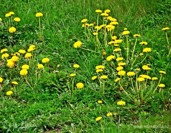 А вот лужайка под окном у меня, самый любимый вид! К сожалению, завтра-послезавтра всю красоту скосят, где не надо, службы домоуправления быстрые...