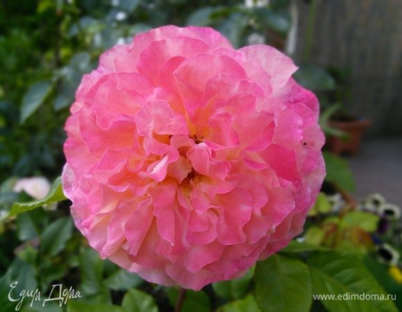 Хорошего дня! 