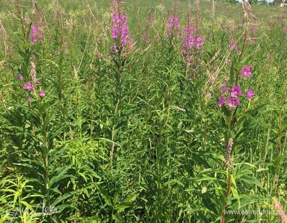 Сразу скажу, что черного чая в составе нет!!!!!!!!!!!!!!!!!!!!
Я не нашла в составе подходящего ингредиента.....!!!!!! 
Состав-100% листья кипрея!!!!!!