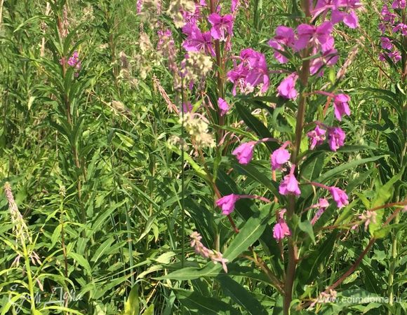 Процесс очень длительный, но очень интересный.
Надо нарвать листья кипрея, только чистые, хорошие листья!!!!
В хорошую погоду(июне-июле месяце), в середине дня, когда светит солнце и нет дождя!
С хорошим настроением!!!!