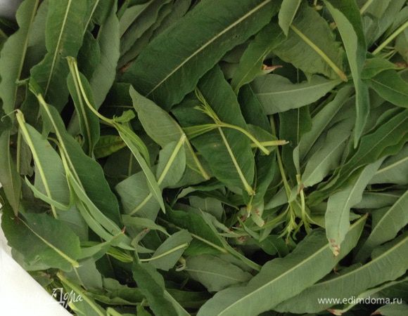 Принести листья домой и оставить в пакете на 2-3 часа.