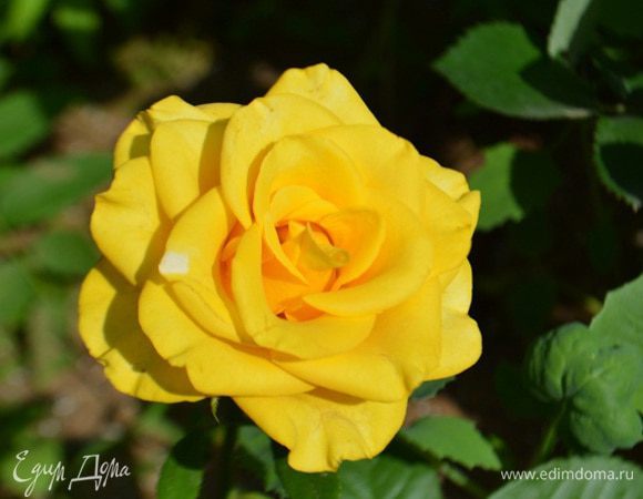 Яркого и солнечного лета!