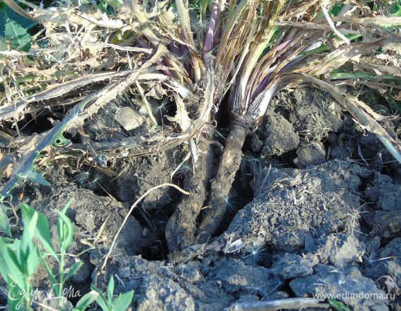 Слегка подкопав, аккуратно вынуть одуванчик из земли вместе с корнем. На 200 мл воды понадобится 2-3 корня.