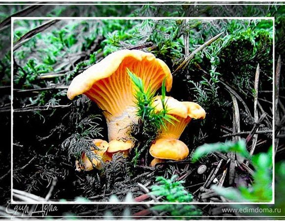 Лисички. 
Итак. Пошли мы тут за грибами. Набрали, в основном, лисичек. Нашли, конечно, и белых пяток и подосиновиков, но главный улов составили лисички. 
