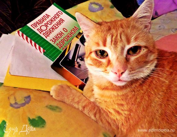 Для тех, кто соскучился по Тофику :)
Фото не постановочное!