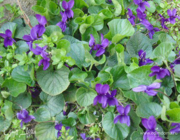 Полить растопленным шоколадом, убрать в морозильную камеру на 2 часа.
Украсить засахаренными фиалками.
Фото нашей плантации фиалок.