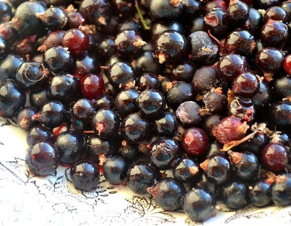 Перебираем черную смородину, освобождая ягоды от веточек и листочков.