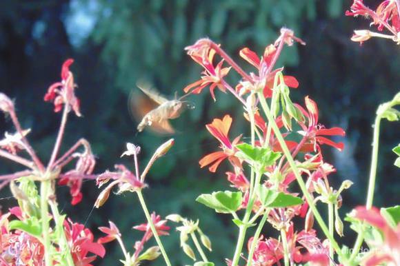 А смотрите, кто ко мне прилетает на герани!! Очень трудно фотографировать, потому что перелетает с цветка на цветок очень быстро! Кто угадает, как зовут это прекрасное насекомое, тот получит приз!!