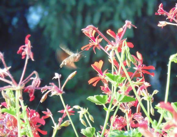 А смотрите, кто ко мне прилетает на герани!! Очень трудно фотографировать, потому что перелетает с цветка на цветок очень быстро!
Кто угадает, как зовут это прекрасное насекомое, тот получит приз!!