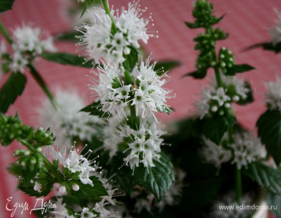 Так цветёт мята))