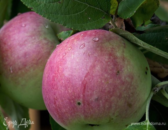 Рано утром выходим в сад и срываем яблоки прямо с дерева, пока на них еще виднеется роса.