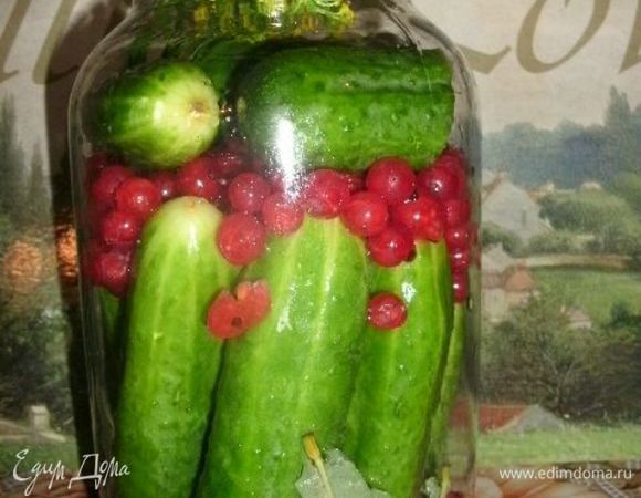 На дно банки уложим листья дуба, хрен, чеснок, укроп. Уложим в банку огурчики и насыплем смородину.