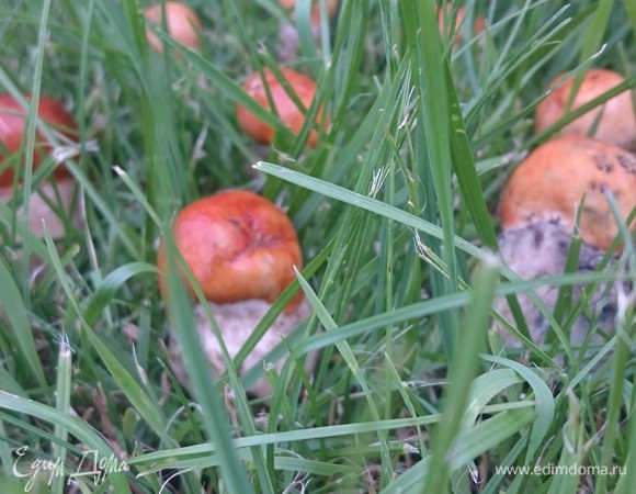 Всем грибникам - хорошего сбора и приятного времяпрепровождения:)
А всем едокам - приятного аппетита:)