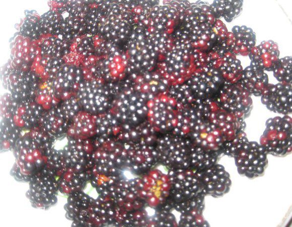 Ежевику перебираем, моем и даем воде стечь.