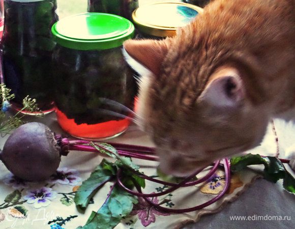 А вот и первый киноляп пожаловал! Всё надо обнюхать, проверить, а вдруг что съедобное. 