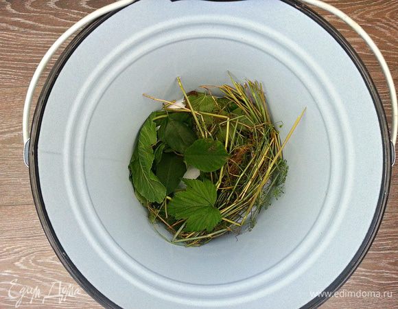 В эмалированную посуду положить листья хрена, листья черной смородины и вишни, зонтики со стеблями укропа.