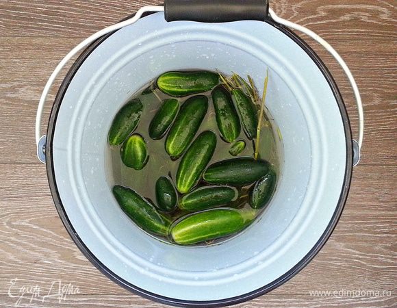 Залить рассолом: на 5 л. воды 150 г соли.
Закрыть емкость крышкой и оставить на 2 дня.
На 3-й день рассол слить, прокипятить его.
На дно стерилизованных банок положить лист хрена, укроп, перец горошком, листья смородины и вишни, крупно порезанный чеснок, лавровый лист. уложить огурцы. Залить немного остывшим рассолом. Закрыть банки полиэтиленовыми или железными закручивающимися самостоятельно крышками.
