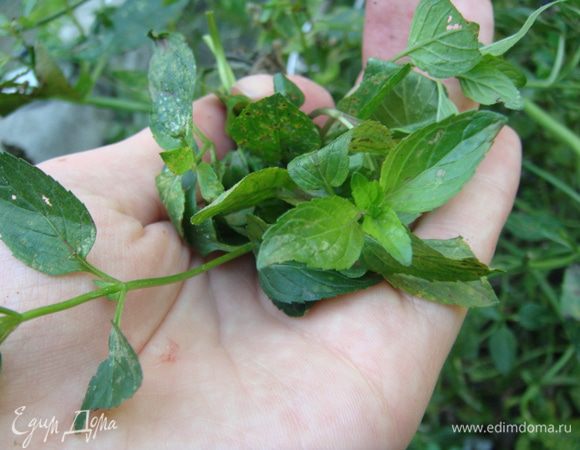 Мята у меня с куста. Вы можете взять даже сушеную или не добавлять ее вовсе. Кинзу и реган (красный базилик) нужно мелко измельчить в блендере.
Острый перец свежий измельчить.