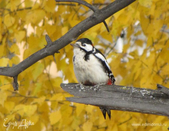 А этот дятел прилетал к нам сегодня под балкон. Не могла удержаться, чтобы не сфотографировать такую красоту)))