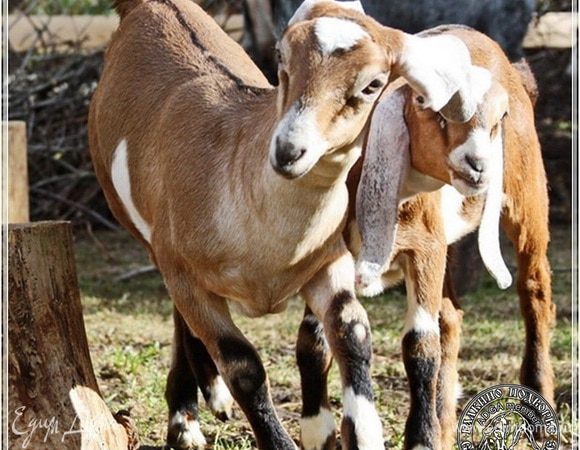 Очень они забавные, уж простите – не удержался еще от одной картинки.