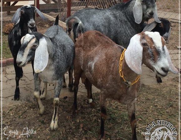 И хоть, классически, готовят его из молока коровьего, поверьте, что и из козьего он получается восхитительным. А уж из молока коз нубийских – так и вовсе!
Что нужно для того, чтобы получить кило такого сыра? Да ничего особенного.
Молока — 8 литров. Тут замечу, что имеет значение жирность и плотность молока. Молока от наших коз нужно всего литров шесть. Ну и всякие там ингредиенты: термофильная закваска (1/4 ч. л.), сычужный фермент (1/2 ч. л.), раствор хлористого кальция (1/4 ч. л.), липаза (1/4 ч. л.).