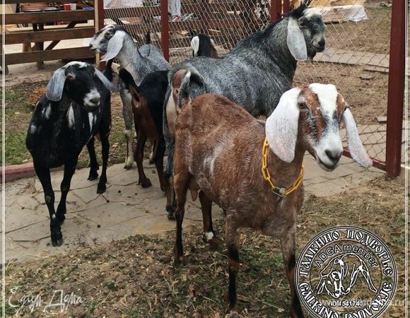 Ну а чем наши козы хуже сицилианских овец? А?