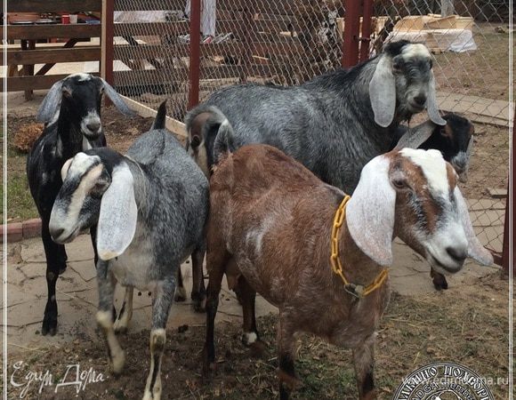 И сырье, из которого сделаны все эти сыры, тоже получено от совершенно удивительных животных. А мы, как уже было замечено, делаем из этого молока сыры. Вот об одном из них и пойдет разговор.
