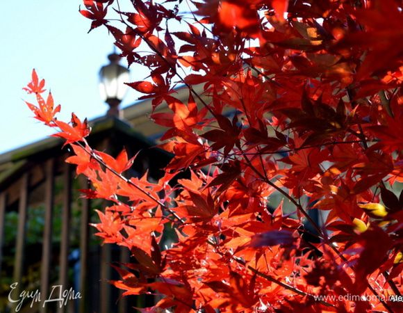 А на улице у нас настоящая осень пришла. 