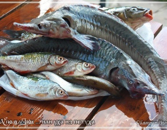 Давно я собирался приготовить эту еду. Но, то петуха, подходящего не образовывалось, то стерляди свежей не находилось, в общем, как-то не складывалось. А тут ребенок с рыбалки вон чего привез.