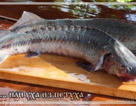 Стерлядки. Вот им отводится в этой самой величественной ухе главное место.