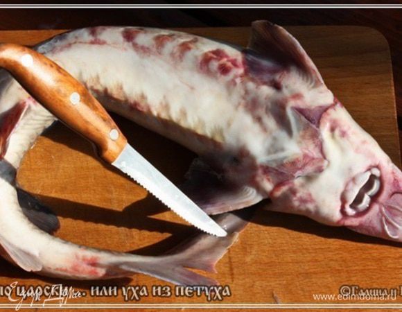 Первым делом обрезаем плавники. Все, которые есть. И хвост с охвостьем. Это все в бульон пойдет. Обязательно вырежьте рот присоску. Его надо выбросить. Не надо его оставлять.