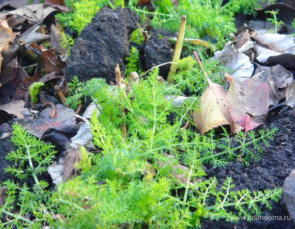 А вот такой фенхель у меня сейчас в палисаднике. Морозов еще сильных не было, вот он и пробивается :)
