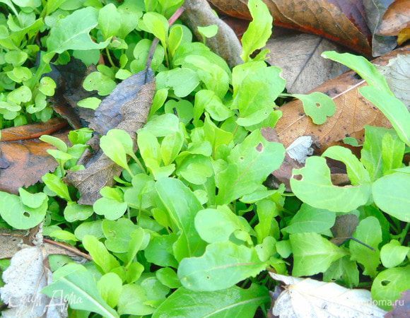 А вот и моя руккола.