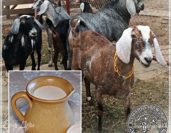 Вот они. Англо-нубийские красавицы. Молоко у них — ум отъешь. Или «отопьешь»? Уж не знаю, как правильно сказать, но оно совершенно необычное. Без присущих «козьих» атрибутов в виде специфического аромата и привкуса, с ярким сливочно-пломбирным вкусом. А уж характеристики, типа жирности, содержания белка, плотности… В общем очень хорошее и необычное молоко.
