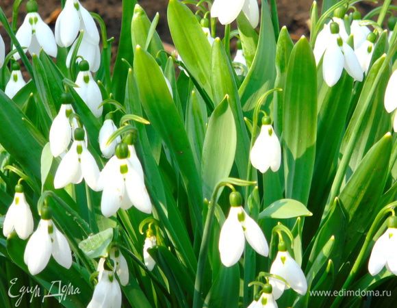 C Масленицей!!!