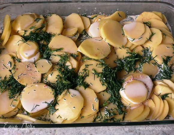 Укроп мелко порубить, перемешать с молоком и сливками. Картофель почистить, помыть и нарезать кружочками. Чеснок почистить, разрезать вдоль напополам и обмазать форму для запекания. Дополнительно форму смазать маслом. Выложить картофель приправив солью и мускатным орехом, залить молочной смесью.